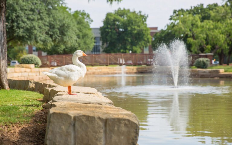 Photo of 첥Ӱunofficial mascot, Gilbert the Goose, gazing majestically at the pond.